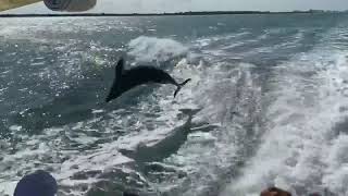 Dolphins chasing the boat by Olga Eriksson 275 views 4 years ago 54 seconds