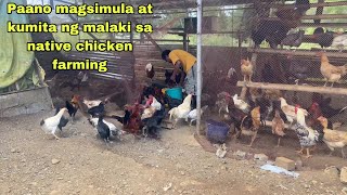 PAANO MAGSIMULA AT KUMITA NG MALAKI SA NATIVE CHICKEN FARMING | UNANG BENTA SA 2MONTHS OLD NATIN