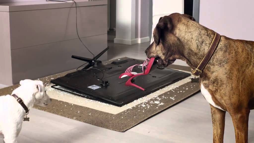 Sears | Dogtastrophie