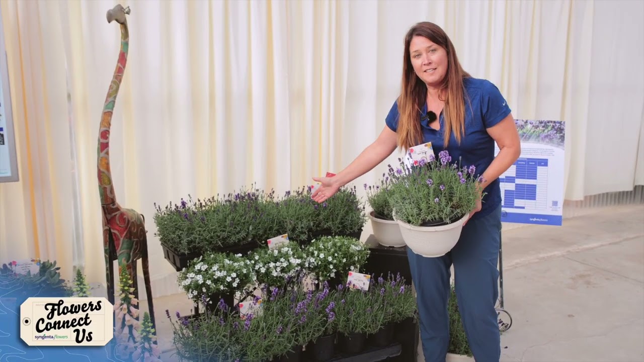 Scent™ Blue | Syngenta Flowers