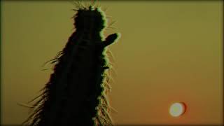 A R I S T U R T L E - Radio Verde