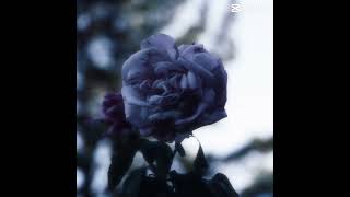 Flowers #photography #nature #flowers #edit screenshot 3