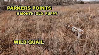 Parkers Points, His First Wild Birds Points! by Upland Wild 1,153 views 1 year ago 8 minutes, 55 seconds