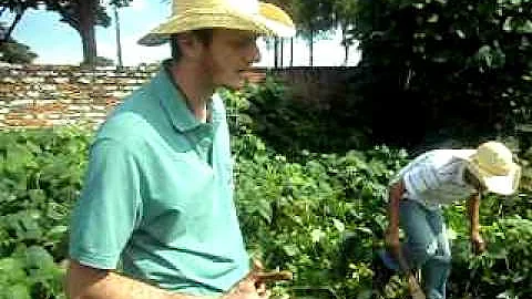 Como plantar a mucuna preta?