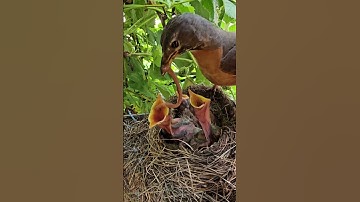 American Robin Feeding Babies 🧡 Who will get a huge worm?