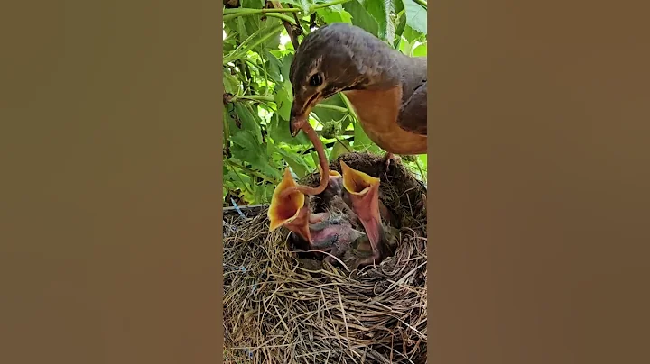 American Robin Feeding Babies 🧡 Who will get a huge worm?
