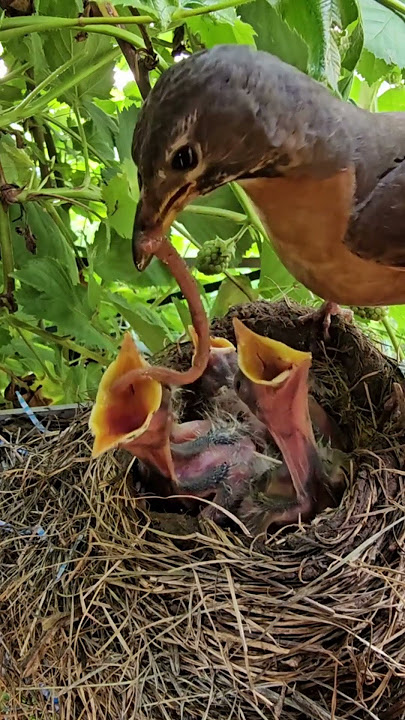 American Robin Feeding Babies 🧡 Who will get a huge worm?