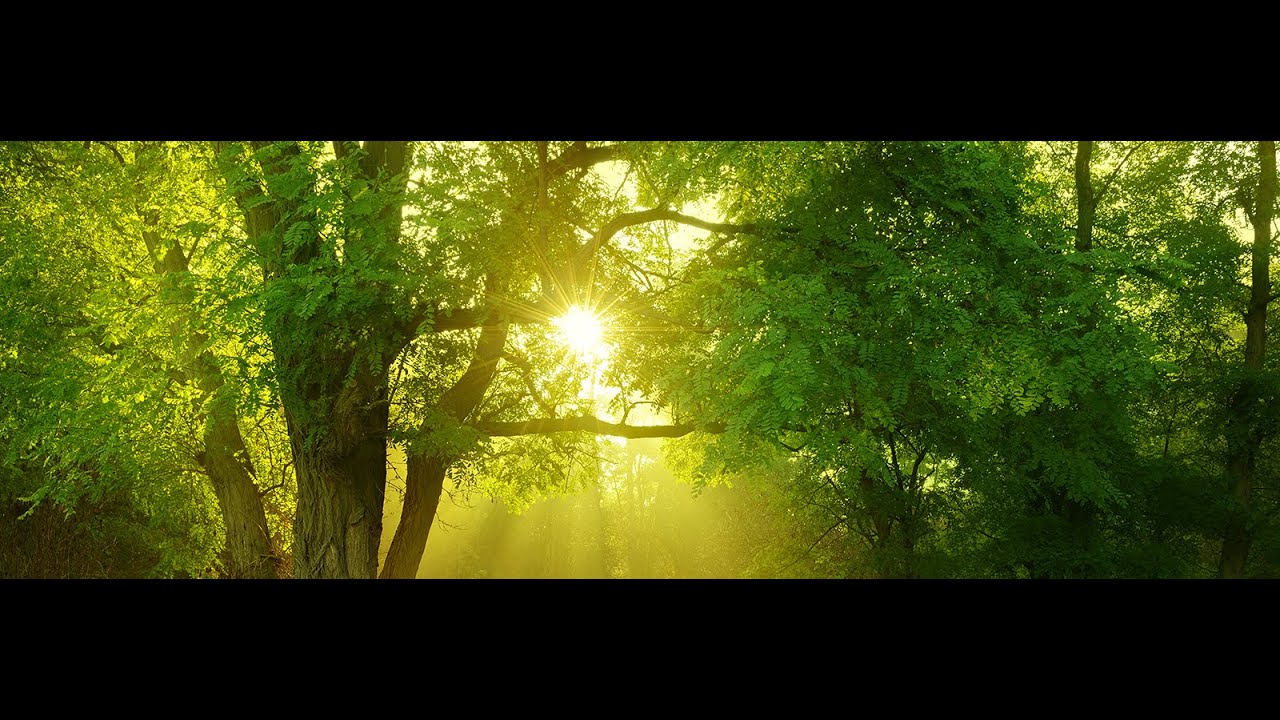 Sonya Wilder Heart Expansion