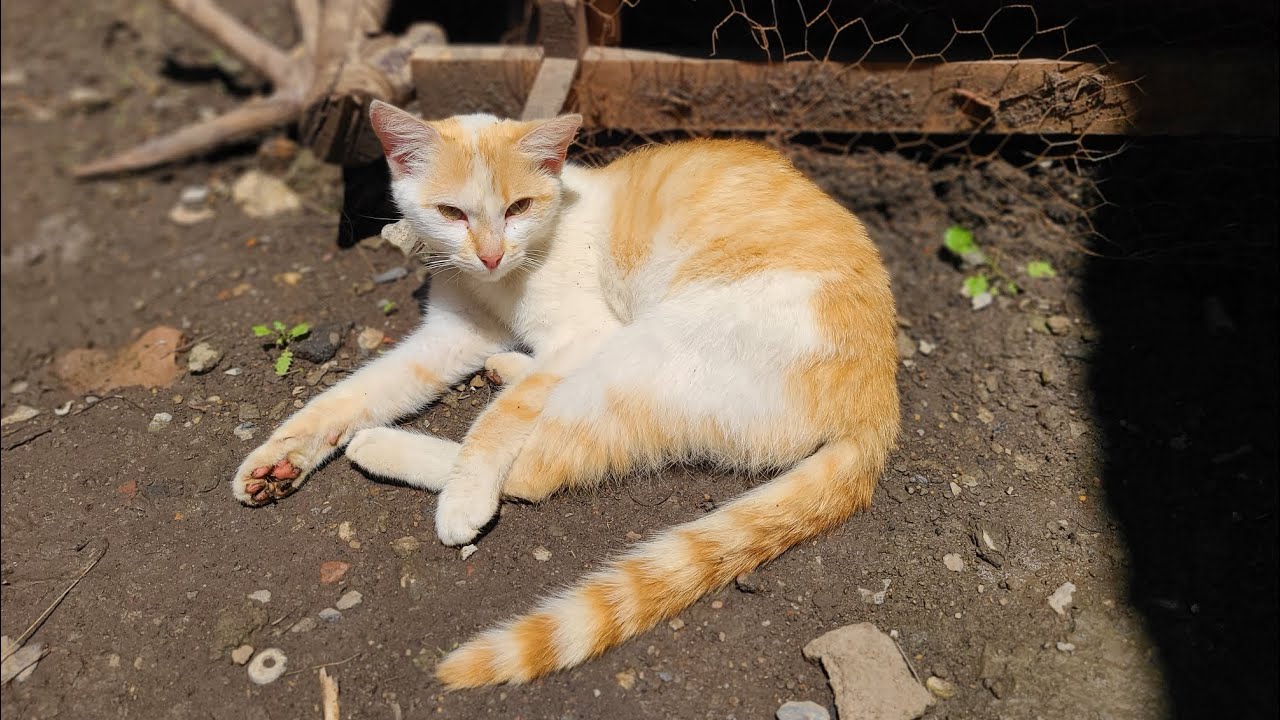 a Random CAT VIDEO 😻 📹 on YOUTUBE [ CAT LIFE ]🐈