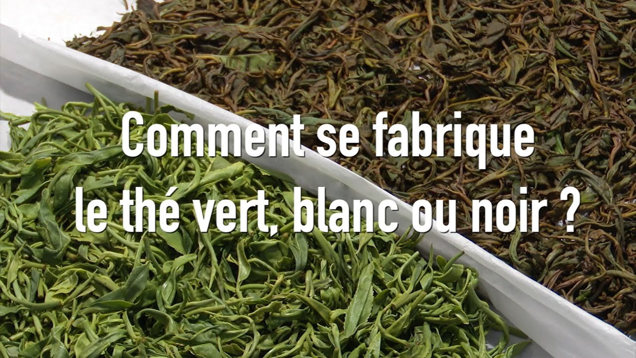Comment fabriquer du thé ?