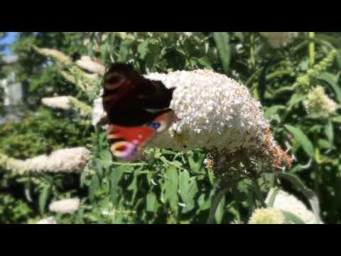 Wideo: Buddleya O Białych Kwiatach