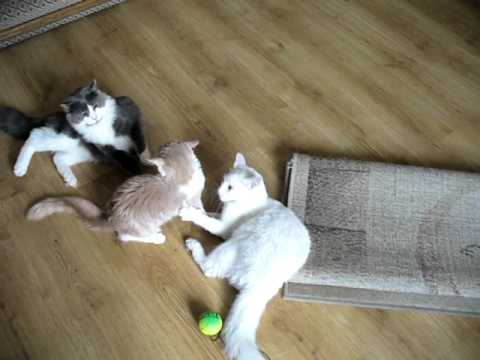 Wideo: Kot Stepowy: Styl życia, Siedlisko, Trzymanie W Niewoli, Hodowla I żywienie Kota