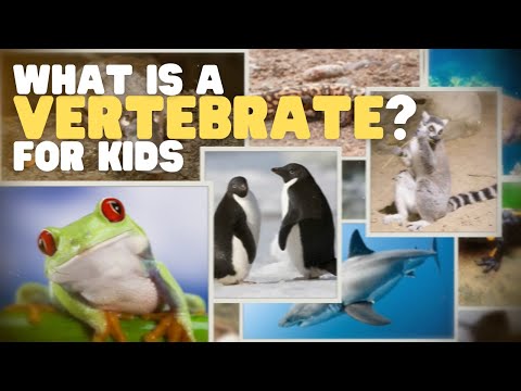 Video: Vertebrate animals: signs, features, signs