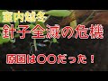 針子全滅 の危機！針子が落ちる原因がわかりました