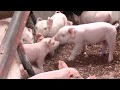 Enfermedades de los cerdos según sus etapas | La Finca de Hoy
