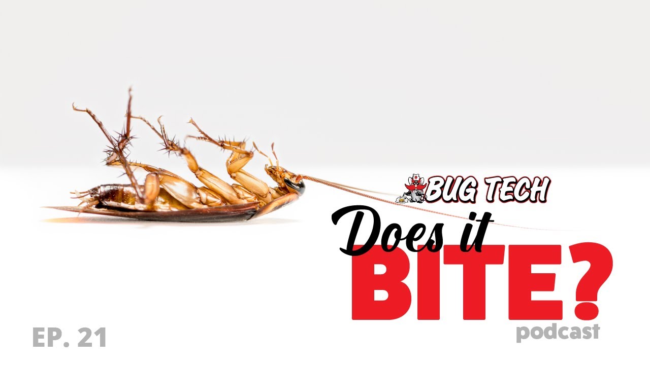 Pest Control Vs. Exterminators: What’s the Difference - Does It Bite?