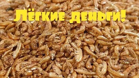 Заработок на гаммарусе от А до Я(корм для животных)