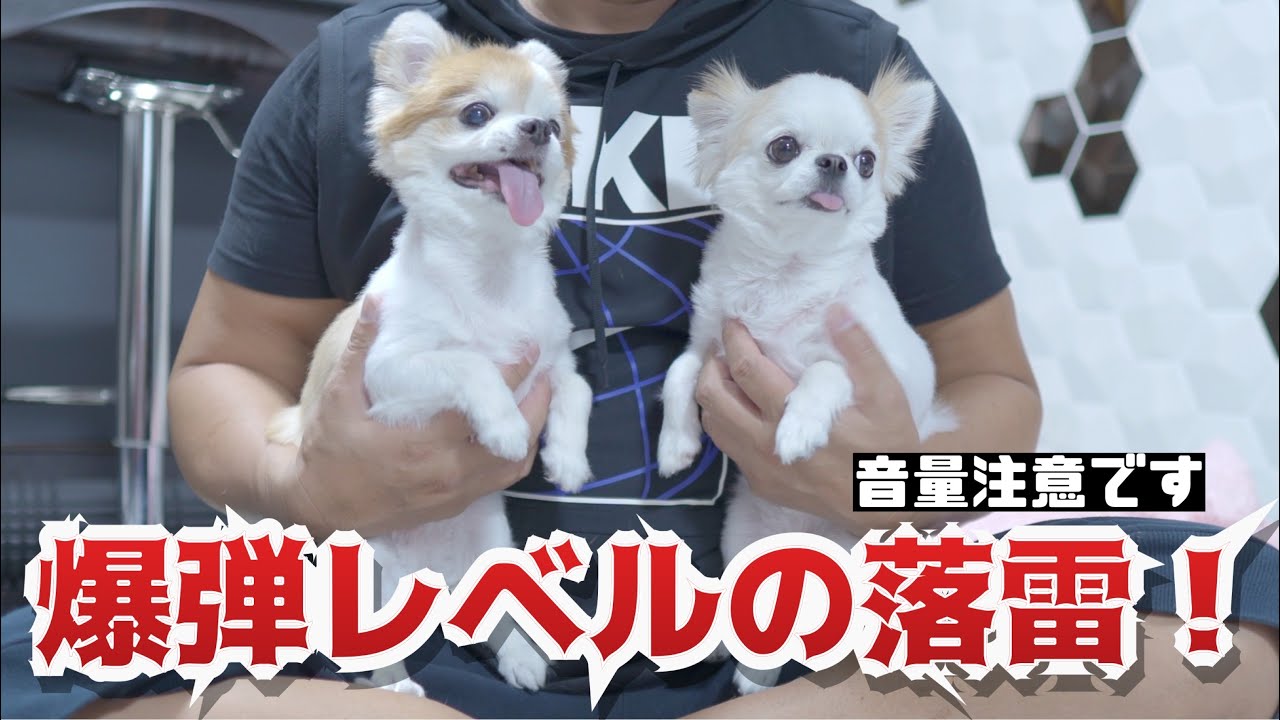 とんでもない音の雷に腰が抜けて立てないチワワと本気でビビった飼い主 Youtube とんでもない音の雷に腰が抜けて立てないチワワと本気でビビった飼い主 Youtube