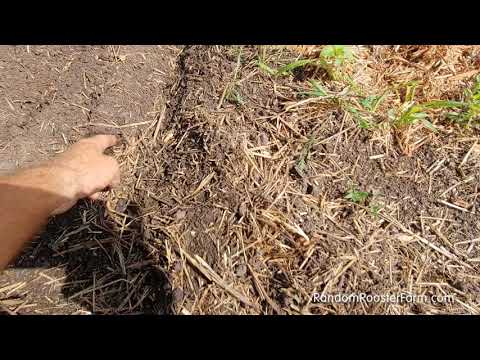 Planting Carrot and Beet Seeds for a Fall Harvest