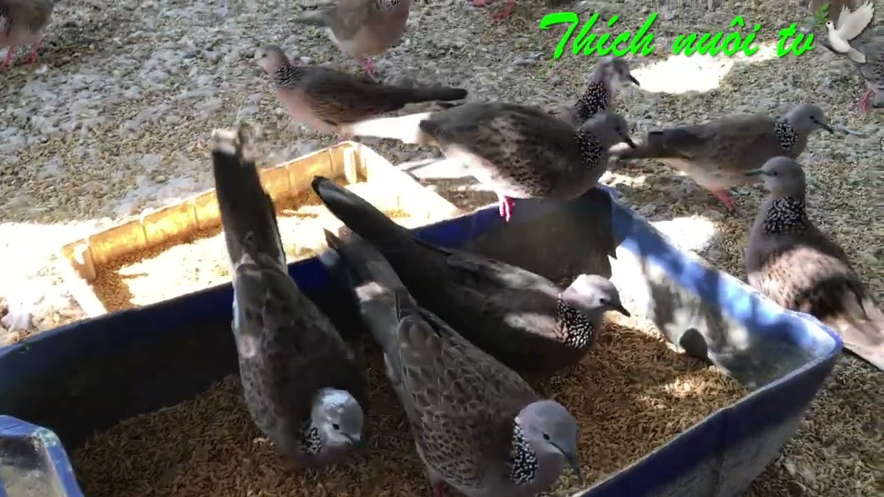 Tại sao chim cu gáy ấp gần tới ngày nở chim lại bỏ ấp, cách khắc phục t497 |@thichnuoitv