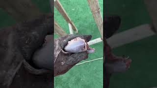 تدريب الصقر للمبتدئين 2 ⁉️⚠️✅#حيوانات #صقور #طيور #جوارح screenshot 2