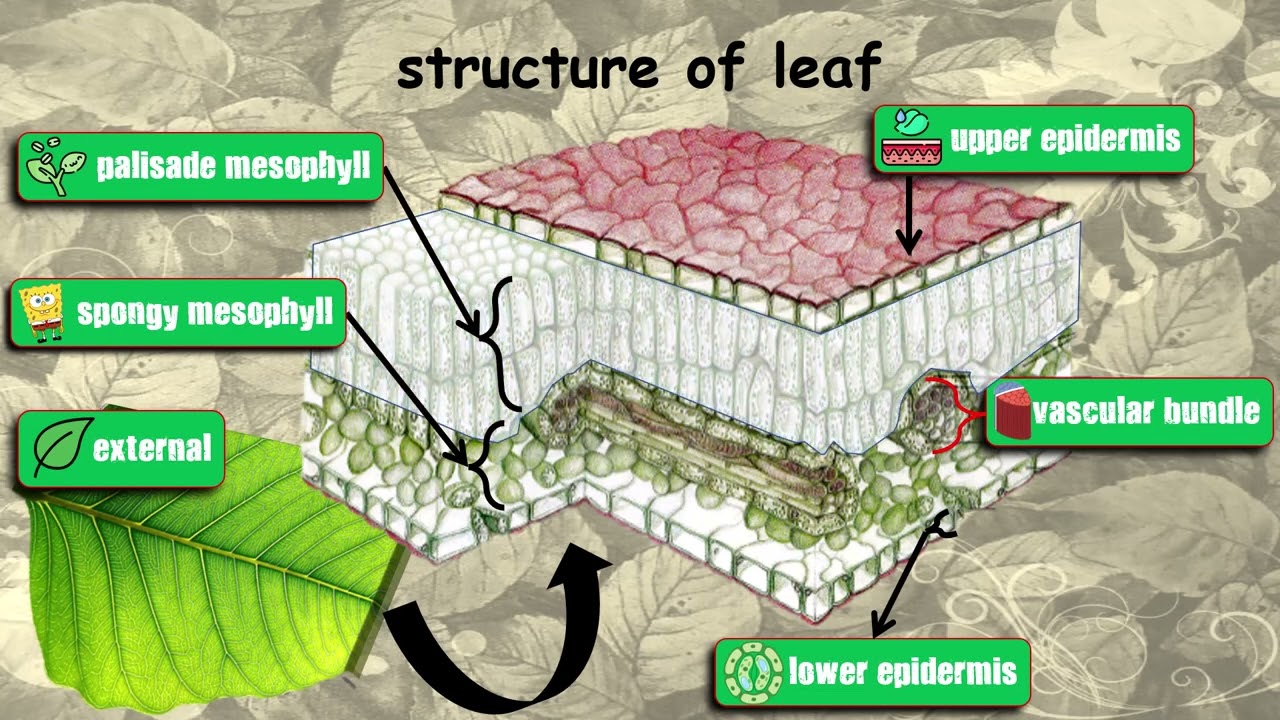 Nutrition in Flowering Plant Part 3: Structure of leaf Explained in 5 minutes