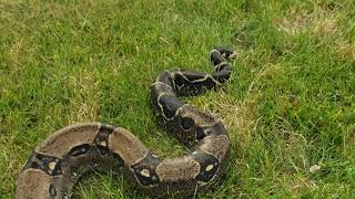 DO SNAKES CUDDLE?? Lets Find Out!