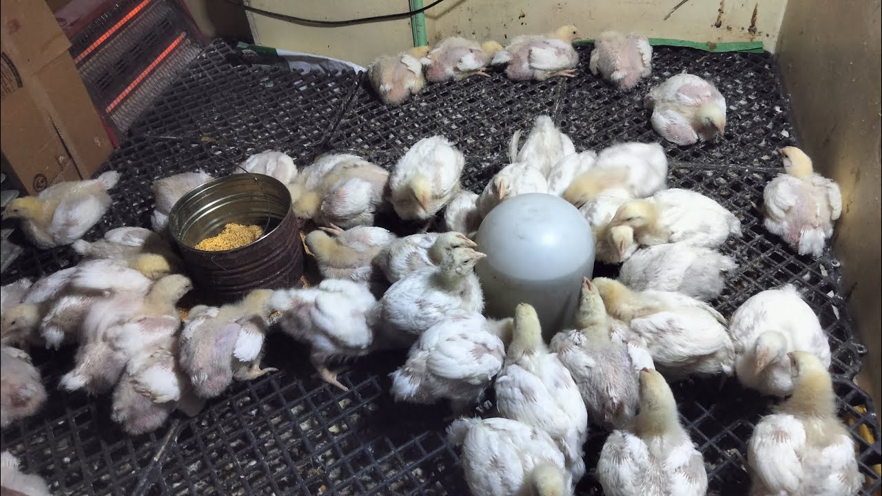 اليوم ال 18من عمر الفراخ البيضاء واحلي خلطه لزيادة الوزن وفاتح شهيه طبعي دوره رمضان 