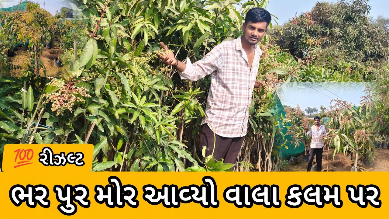 100% રિઝલ્ટ વાળી કલમ 