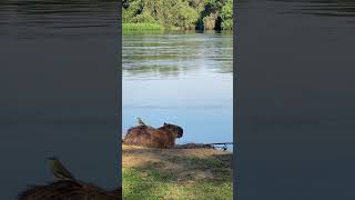 Capybara and cattle tyrant bird are the best friends #pantanal #brazil #capybara