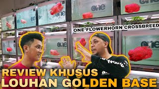PREVIEW KHUSUS FARM IKAN LOUHAN GOLDEN BASE ONE FLOWERHORN CROSSBREED