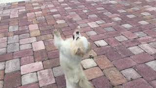 Wiggi doing The Git Up Challenge ! #thegitupchallenge