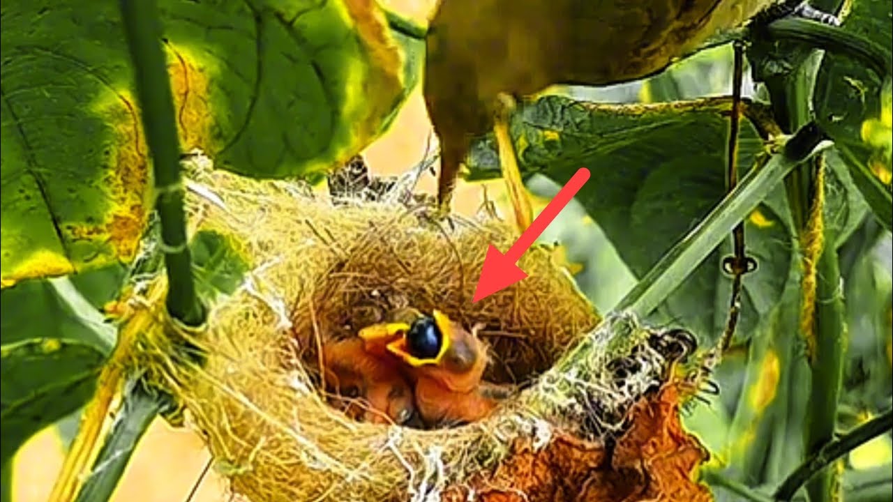 MAKANAN MAUT UNTUK BAYI BURUNG 