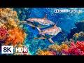 Relaxing Marine Paradise in 8K HDR | Dolby Vision™