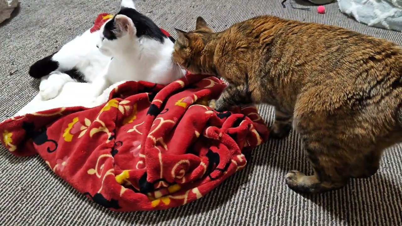 ゴマポンズ　もぐるゴマちゃん　しばこうとするぽんちゃん　