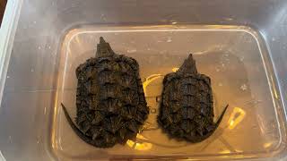 Alligator and common snapping turtle monthly weight check #turtle #alligatorsnappingturtle