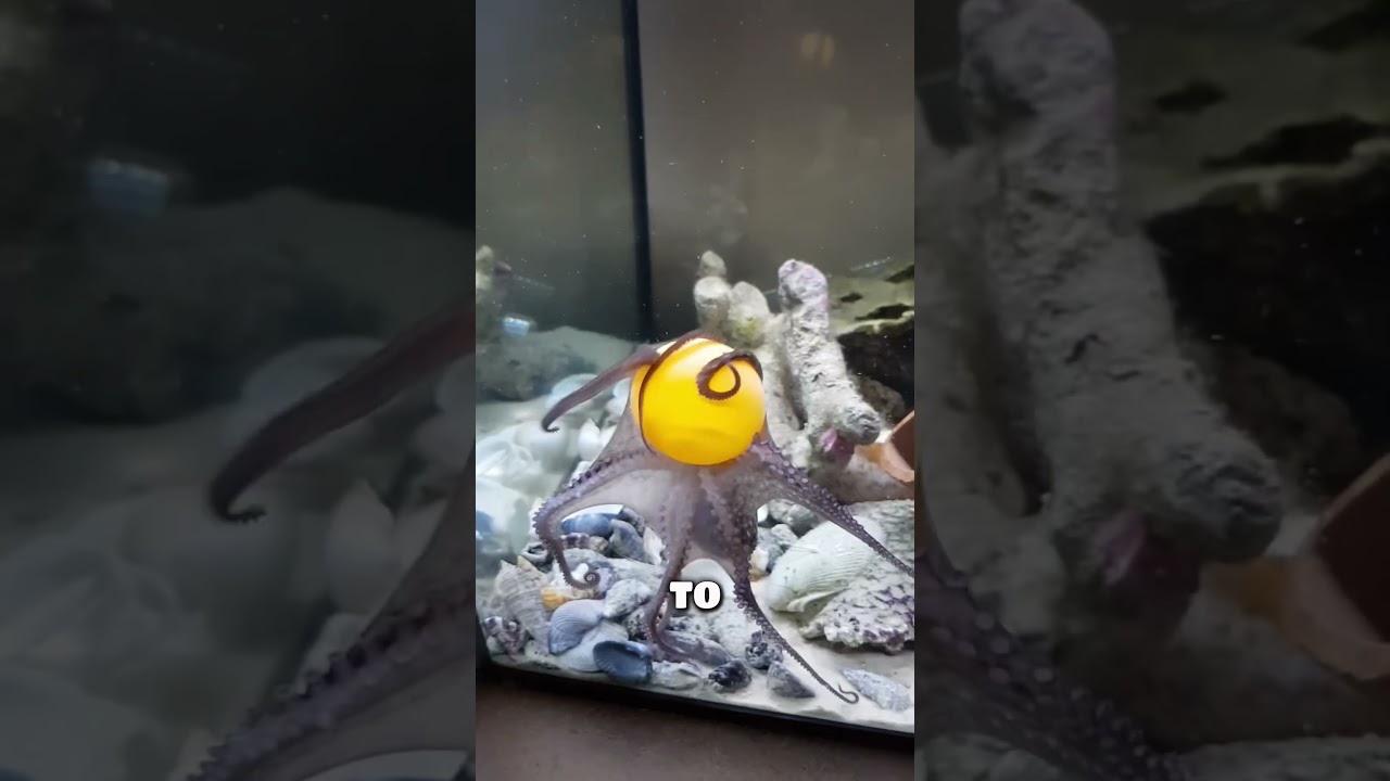 Octopus slapping random fish 
