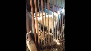 Our blind goats. .