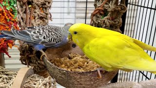 budgie sounds for lonely birds