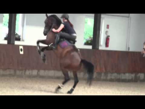 FAILS! :D My horses are wild :D