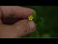 Wood Sorrel Identification And Uses Wood Sorrel Identification And Uses