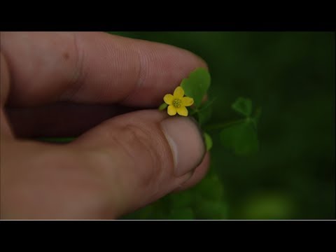 Wood Sorrel Identification And Uses