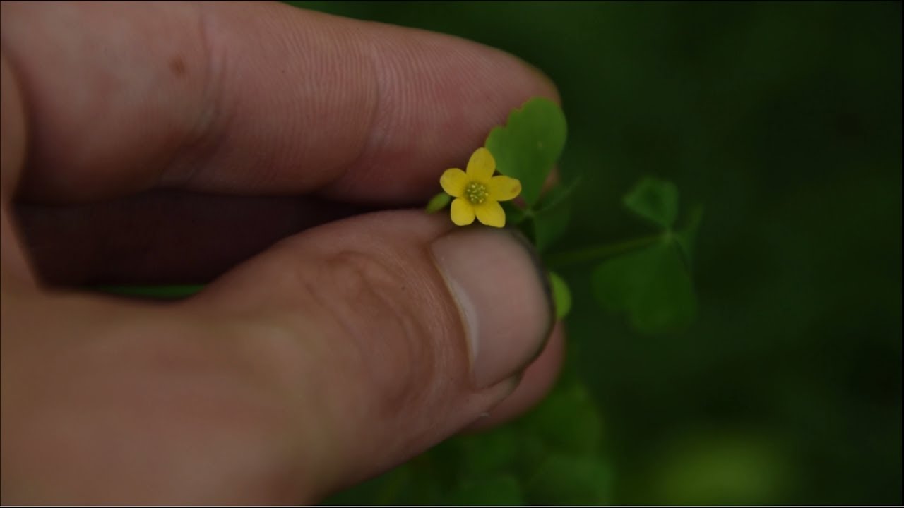 Wood Sorrel Identification And Uses Youtube