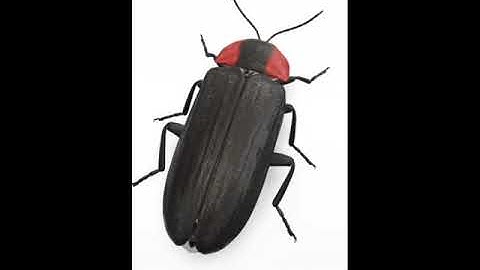 FireFly Google View in 3D with Argumented Reality AR available - Insect