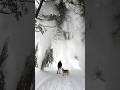 Snow Surprise Completely Betrayed the Dog 🤣 #shorts