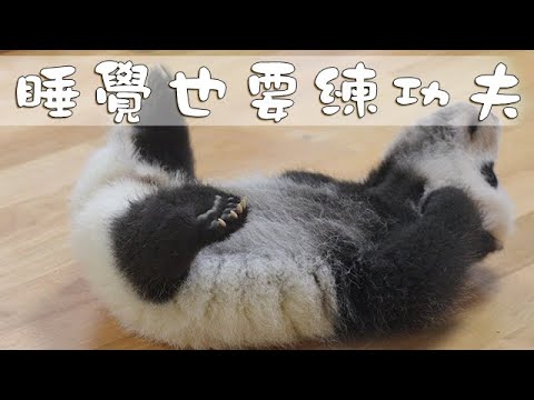 《熊貓早晚安》睡覺也要練功夫 | iPanda熊貓頻道