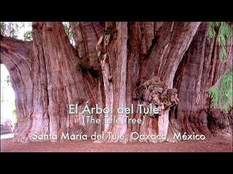 El Árbol del Tule, Oaxaca, México