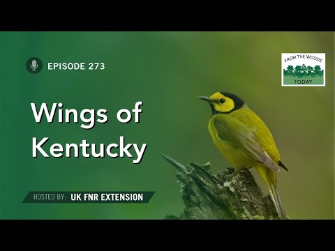 Wings of Kentucky - From the Woods Today - Episode 273
