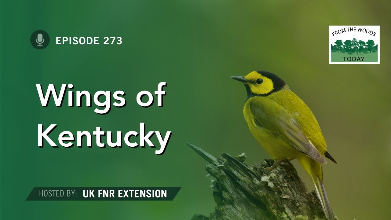 Wings of Kentucky - From the Woods Today - Episode 273