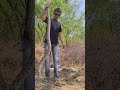 Indian rock python snake 🐍#reels #trending #viral